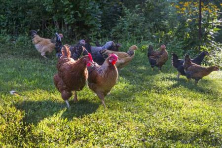 Exploring Backyard Chicken Behavior Image